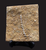 古代のネジ！米国アラバマ州北部で採集された、賢人の名を頂く、アルキメデス（Archimedes）の上質化石