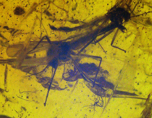 およそ４０００万年前に生息していたであろうユスリカを含む３匹の虫が内包されたバルト海産琥珀（Amber）（その1）