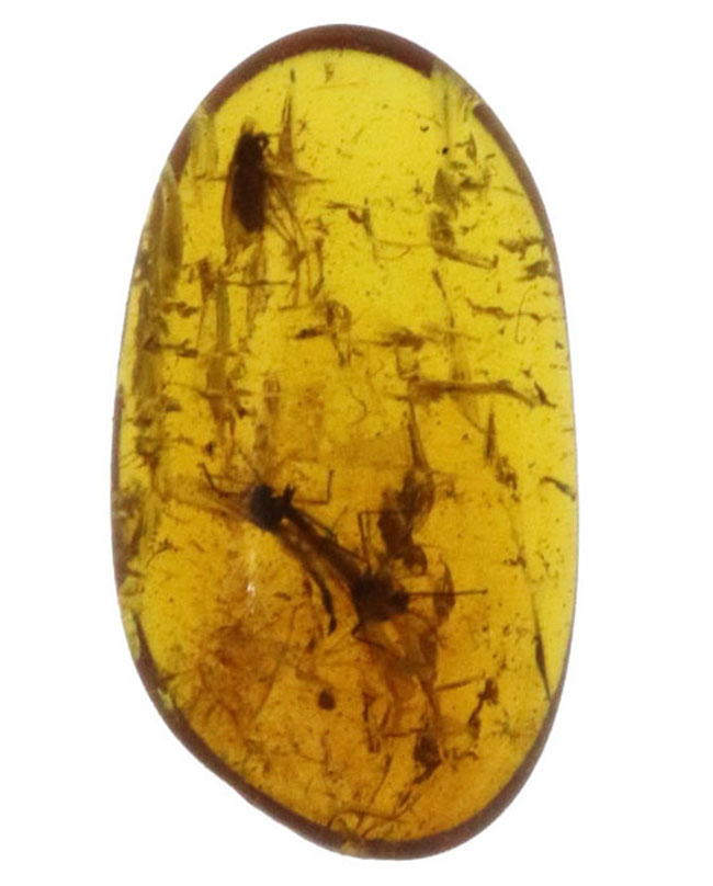 およそ４０００万年前に生息していたであろうユスリカを含む３匹の虫が内包されたバルト海産琥珀（Amber）（その2）