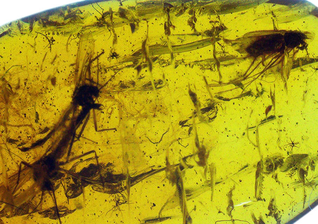 およそ４０００万年前に生息していたであろうユスリカを含む３匹の虫が内包されたバルト海産琥珀（Amber）（その4）