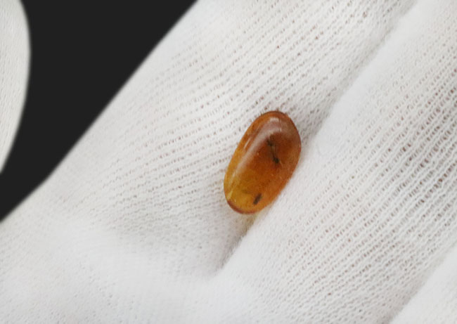 およそ４０００万年前に生息していたであろうユスリカを含む３匹の虫が内包されたバルト海産琥珀（Amber）（その6）