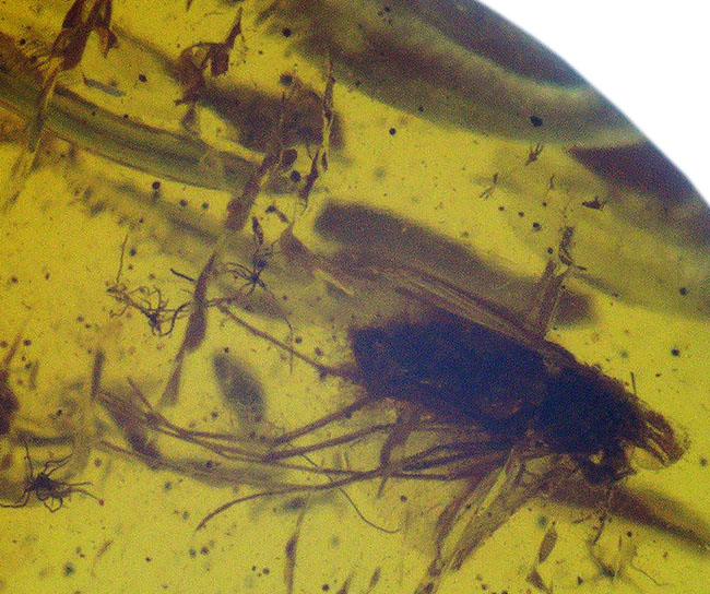 およそ４０００万年前に生息していたであろうユスリカを含む３匹の虫が内包されたバルト海産琥珀（Amber）（その7）