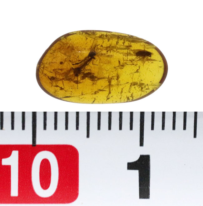 およそ４０００万年前に生息していたであろうユスリカを含む３匹の虫が内包されたバルト海産琥珀（Amber）（その8）