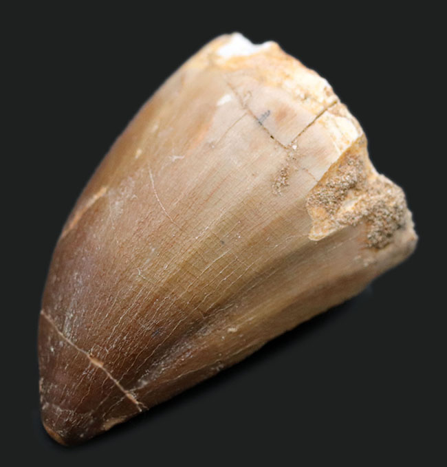 史上最強のモササウルスの異名をとる、プログナソドン・アンセプス(Prognathodon anceps)の極めて太い歯化石(その1)