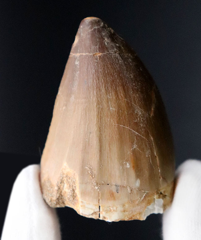 史上最強のモササウルスの異名をとる、プログナソドン・アンセプス(Prognathodon anceps)の極めて太い歯化石(その2)