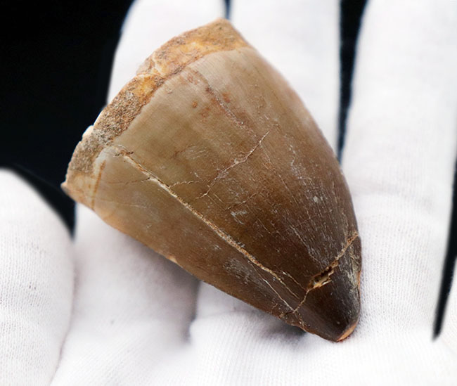 史上最強のモササウルスの異名をとる、プログナソドン・アンセプス(Prognathodon anceps)の極めて太い歯化石(その3)