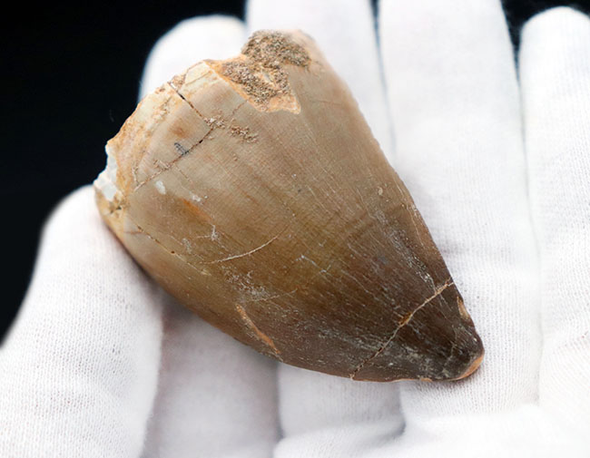 史上最強のモササウルスの異名をとる、プログナソドン・アンセプス(Prognathodon anceps)の極めて太い歯化石(その4)