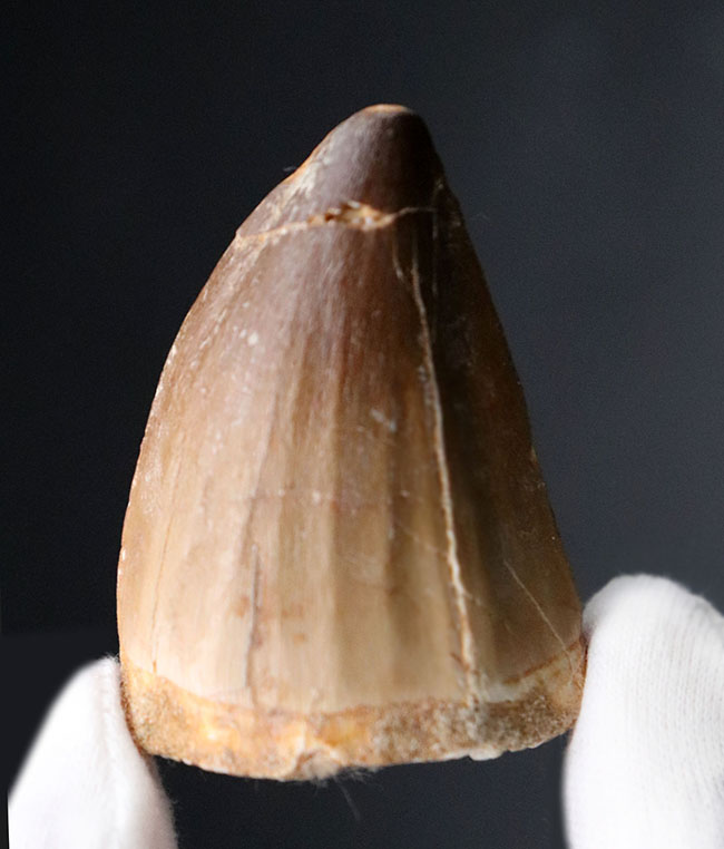 史上最強のモササウルスの異名をとる、プログナソドン・アンセプス(Prognathodon anceps)の極めて太い歯化石(その6)