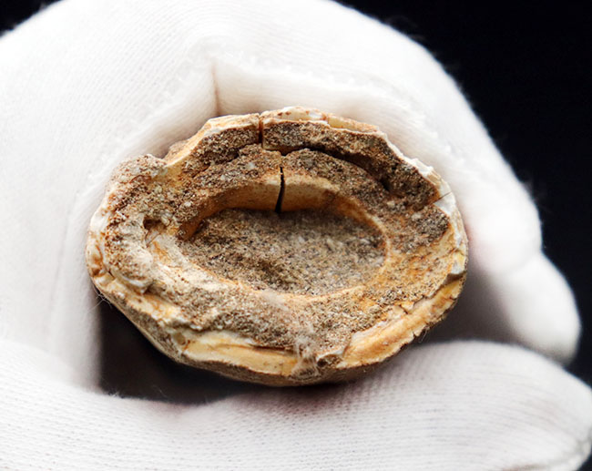 史上最強のモササウルスの異名をとる、プログナソドン・アンセプス(Prognathodon anceps)の極めて太い歯化石(その7)