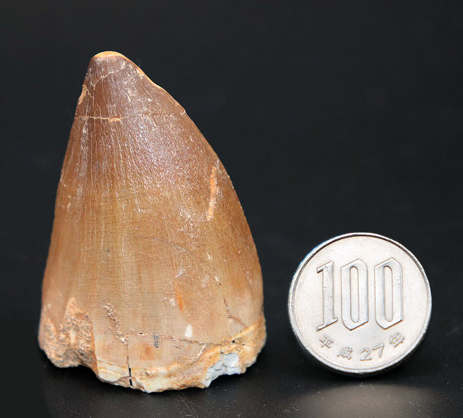 史上最強のモササウルスの異名をとる、プログナソドン・アンセプス(Prognathodon anceps)の極めて太い歯化石(その8)