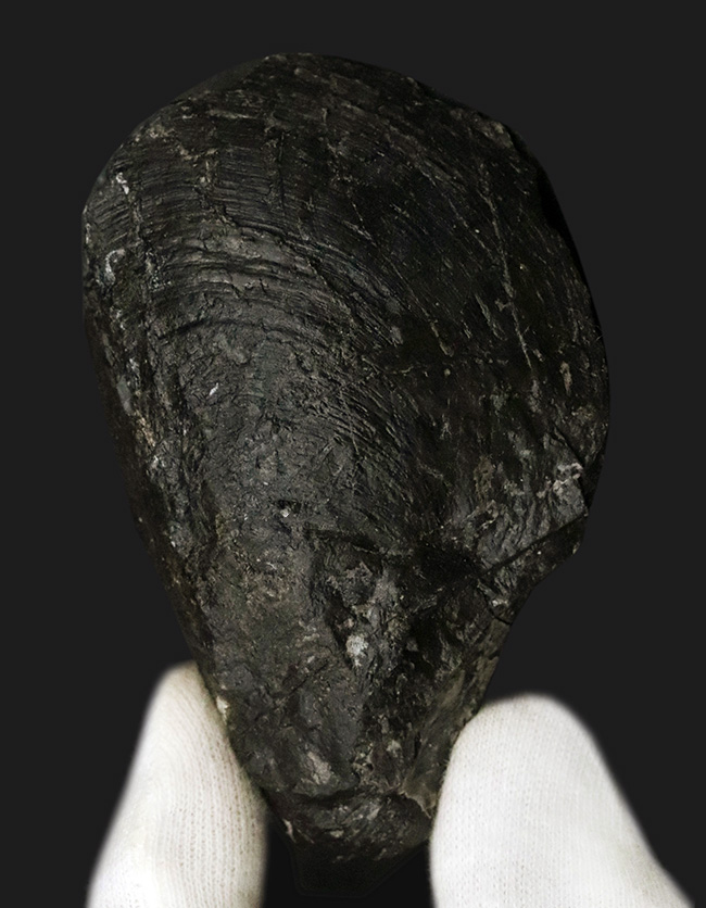 国産マニアックシリーズ！群馬県瀬林層で発見された、恐竜時代のシジミ、ハヤミナ・ナウマンニ（Hayamina naumanni）の化石（その1）