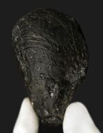 国産マニアックシリーズ！群馬県瀬林層で発見された、恐竜時代のシジミ、ハヤミナ・ナウマンニ（Hayamina naumanni）の化石