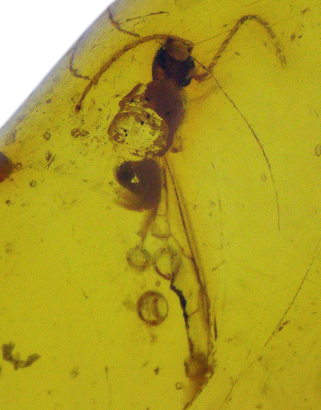 秘められた宝、３０００万年前の虫が眠るドミニカ産琥珀（Amber）（その1）