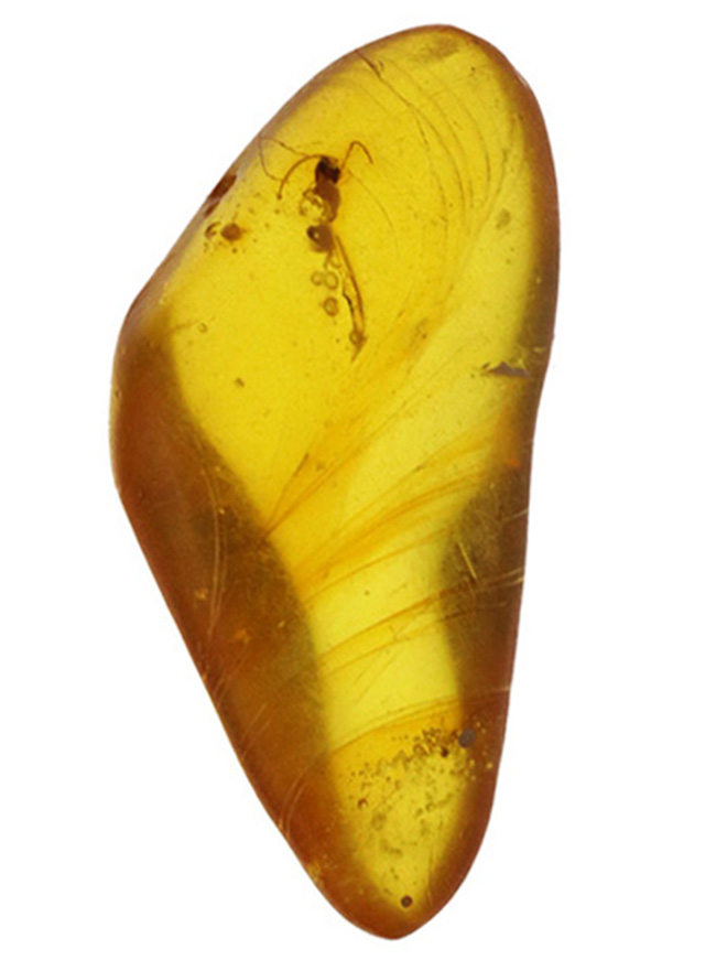 秘められた宝、３０００万年前の虫が眠るドミニカ産琥珀（Amber）（その2）