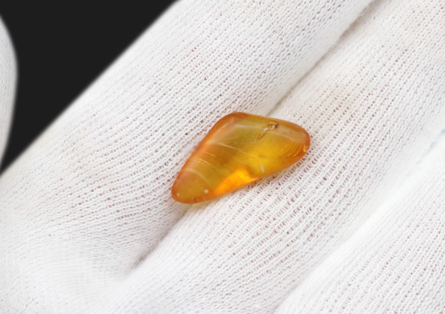 秘められた宝、３０００万年前の虫が眠るドミニカ産琥珀（Amber）（その3）