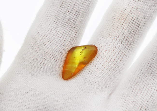 秘められた宝、３０００万年前の虫が眠るドミニカ産琥珀（Amber）（その4）