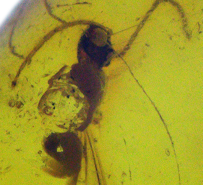 秘められた宝、3000万年前の虫が眠るドミニカ産琥珀(Amber)(その5)