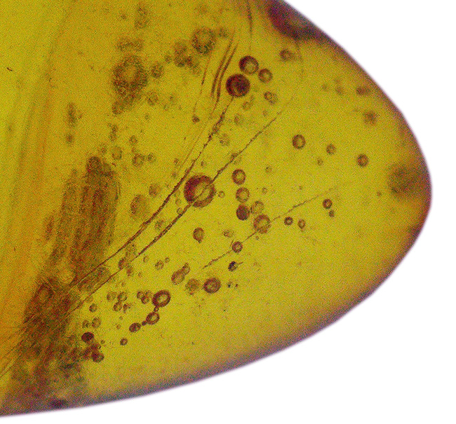 秘められた宝、３０００万年前の虫が眠るドミニカ産琥珀（Amber）（その6）