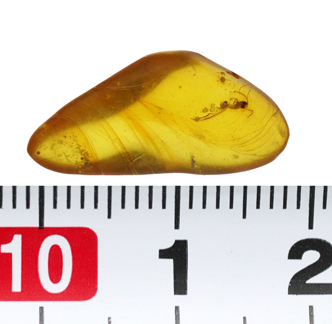 秘められた宝、３０００万年前の虫が眠るドミニカ産琥珀（Amber）（その7）