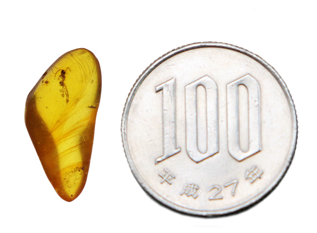 秘められた宝、3000万年前の虫が眠るドミニカ産琥珀(Amber)(その8)