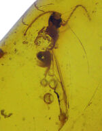 秘められた宝、３０００万年前の虫が眠るドミニカ産琥珀（Amber）