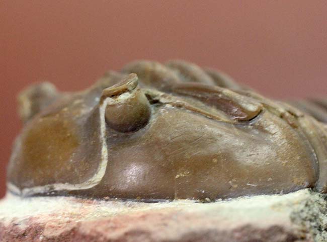 特徴がよく現れた良質品、ロシア産三葉虫アサフス・グラシリス(Asaphus gracilis)(その10)