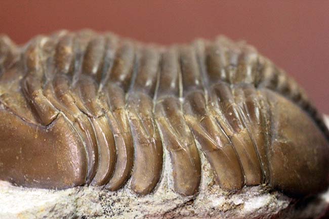 特徴がよく現れた良質品、ロシア産三葉虫アサフス・グラシリス(Asaphus gracilis)(その11)
