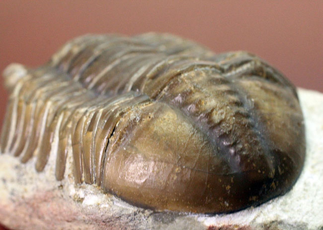 特徴がよく現れた良質品、ロシア産三葉虫アサフス・グラシリス(Asaphus gracilis)(その12)