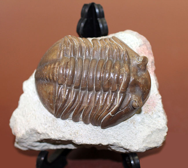 特徴がよく現れた良質品、ロシア産三葉虫アサフス・グラシリス(Asaphus gracilis)(その13)