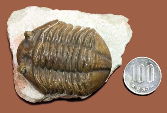 特徴がよく現れた良質品、ロシア産三葉虫アサフス・グラシリス(Asaphus gracilis)(その14)