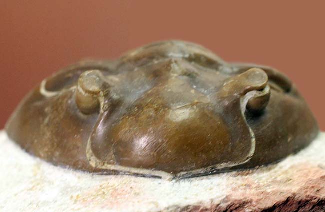 特徴がよく現れた良質品、ロシア産三葉虫アサフス・グラシリス(Asaphus gracilis)(その2)