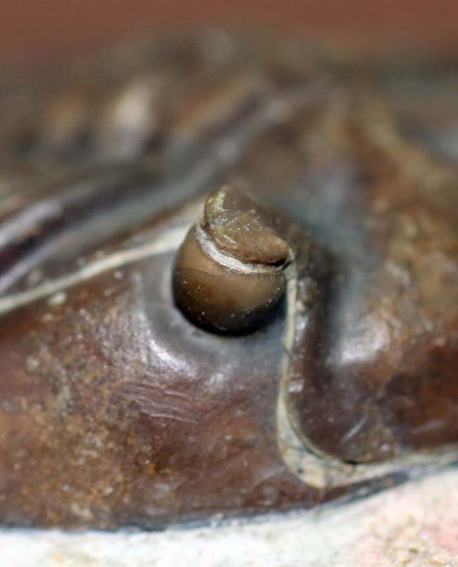 特徴がよく現れた良質品、ロシア産三葉虫アサフス・グラシリス(Asaphus gracilis)(その3)