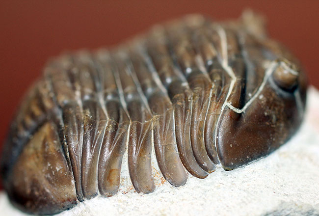 特徴がよく現れた良質品、ロシア産三葉虫アサフス・グラシリス(Asaphus gracilis)(その4)