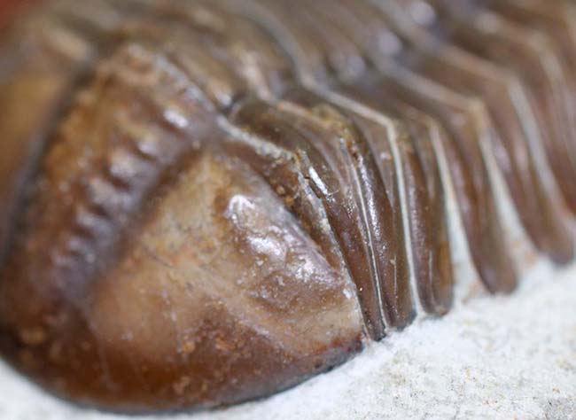 特徴がよく現れた良質品、ロシア産三葉虫アサフス・グラシリス(Asaphus gracilis)(その5)