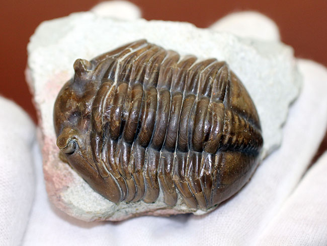 特徴がよく現れた良質品、ロシア産三葉虫アサフス・グラシリス(Asaphus gracilis)(その6)