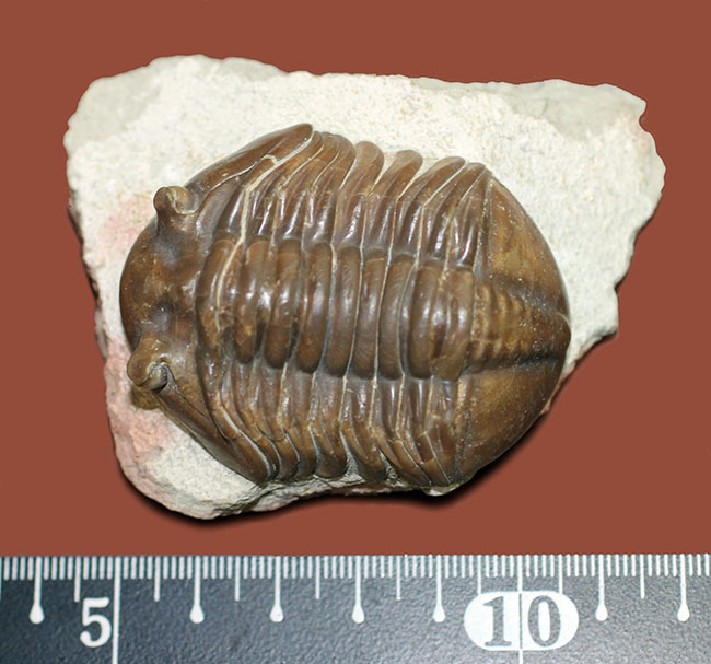 特徴がよく現れた良質品、ロシア産三葉虫アサフス・グラシリス(Asaphus gracilis)(その9)