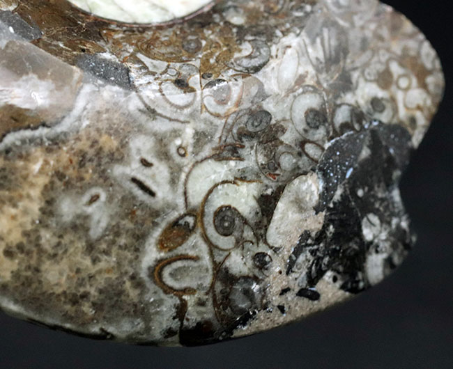 頭足類のコレクションを始めるならぜひゴニアタイト（Goniatite）から。アンモナイトの祖先、ゴニアタイトの上質化石（その7）