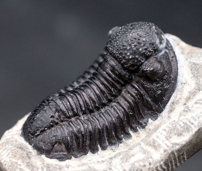 およそ4億年前の地層より採集されたモロッコ産の三葉虫、ゲラストス(Gerastos)(その1)