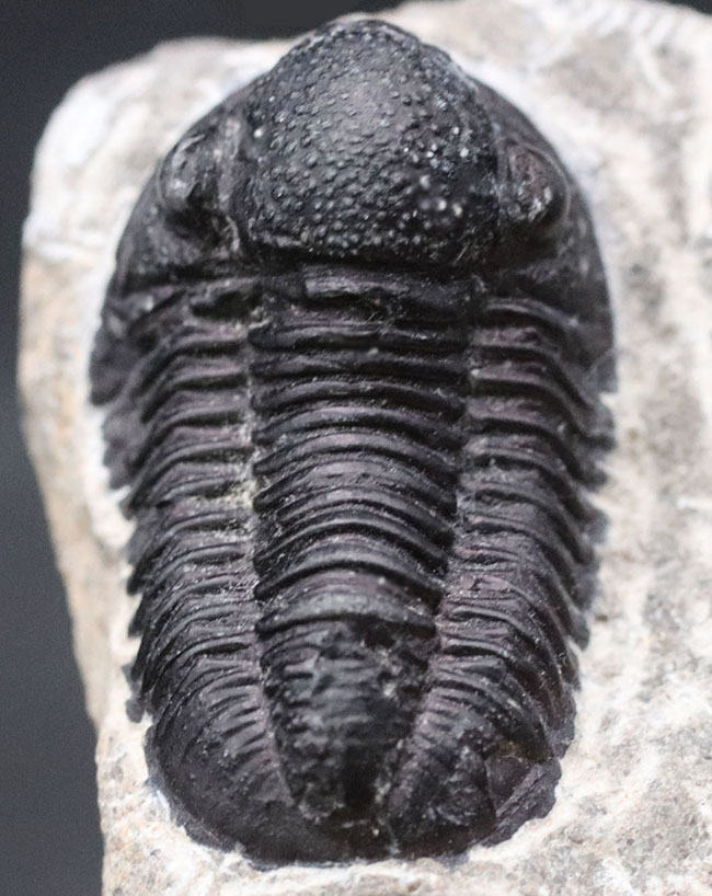 およそ４億年前の地層より採集されたモロッコ産の三葉虫、ゲラストス（Gerastos）（その2）