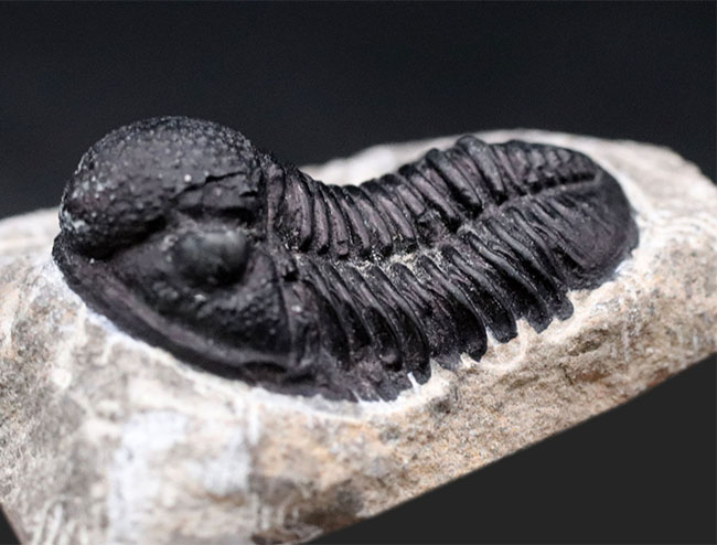 三葉虫の化石 超美麗 大型キファスピス モロッコ産 本物保証 三葉虫の化石 超美麗 大型キファスピス モロッコ産 本物保証 三