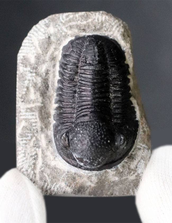 およそ4億年前の地層より採集されたモロッコ産の三葉虫、ゲラストス(Gerastos)(その4)