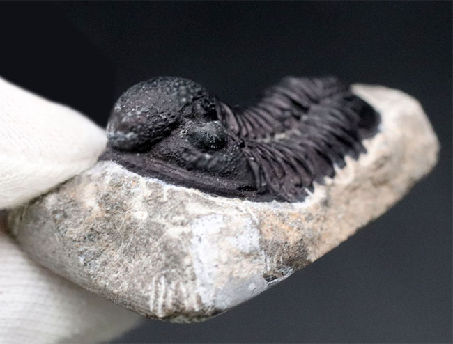 三葉虫の化石 美麗 ゲラストス jorf産 本物保証 三葉虫の化石 美麗 ゲラストス jorf産 本物保証 - メルカリ