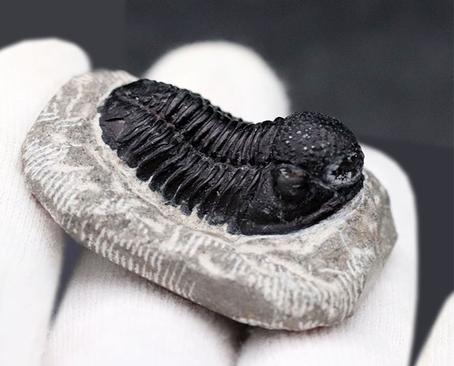 およそ4億年前の地層より採集されたモロッコ産の三葉虫、ゲラストス(Gerastos)(その6)