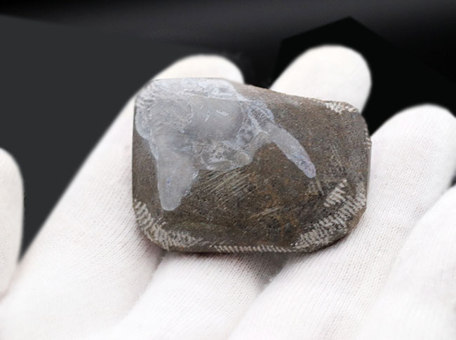 およそ4億年前の地層より採集されたモロッコ産の三葉虫、ゲラストス(Gerastos)(その7)
