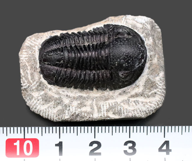 およそ4億年前の地層より採集されたモロッコ産の三葉虫、ゲラストス(Gerastos)(その8)