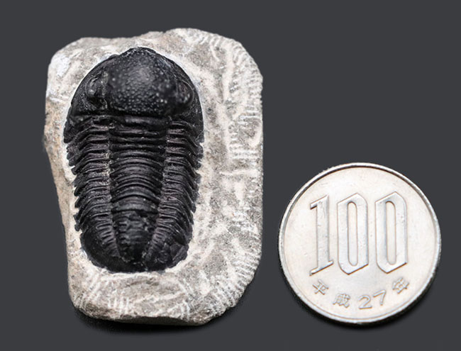 モロッコ産　三葉虫化石　現在輸出禁止です。 モロッコ産三葉虫｜恐竜・化石グッズの専門店 ふぉっしる