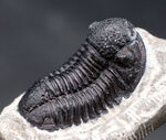 およそ４億年前の地層より採集されたモロッコ産の三葉虫、ゲラストス（Gerastos）