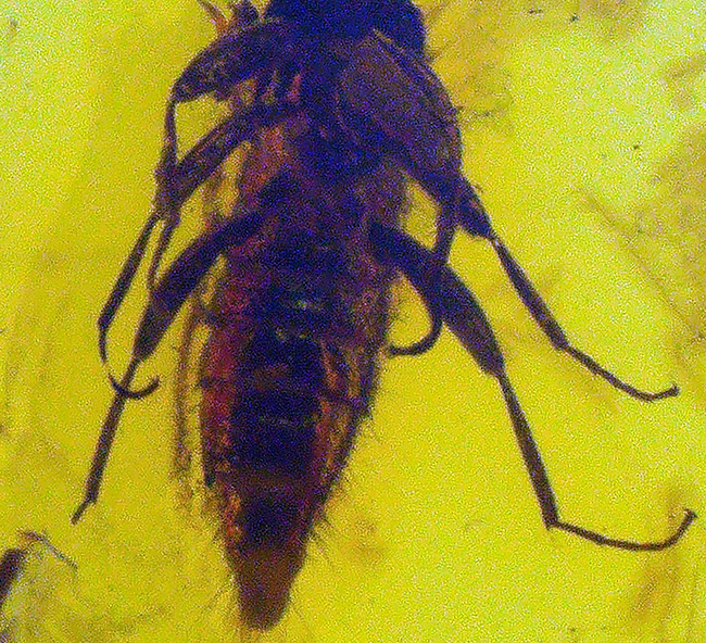 虫の保存状態に驚愕せよ！ヒメガガンボ科の虫とハネカクシ科の虫を内包したバルティックアンバー（Amber）（その10）