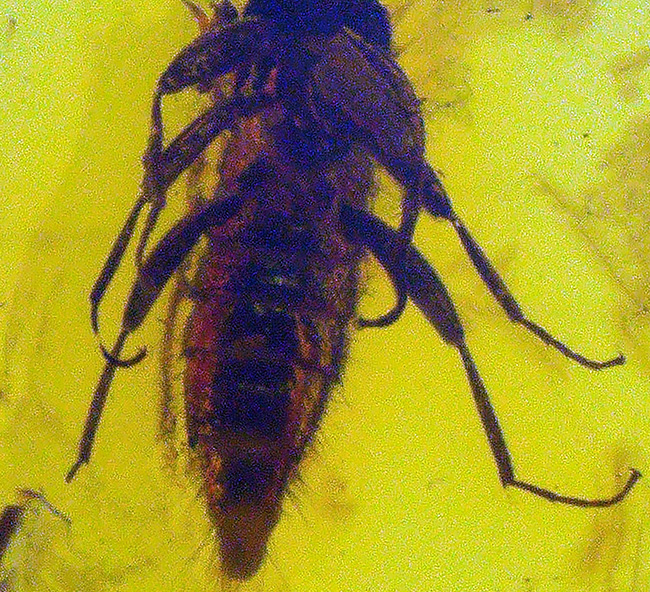 虫の保存状態に驚愕せよ!ヒメガガンボ科の虫とハネカクシ科の虫を内包したバルティックアンバー(Amber)(その10)