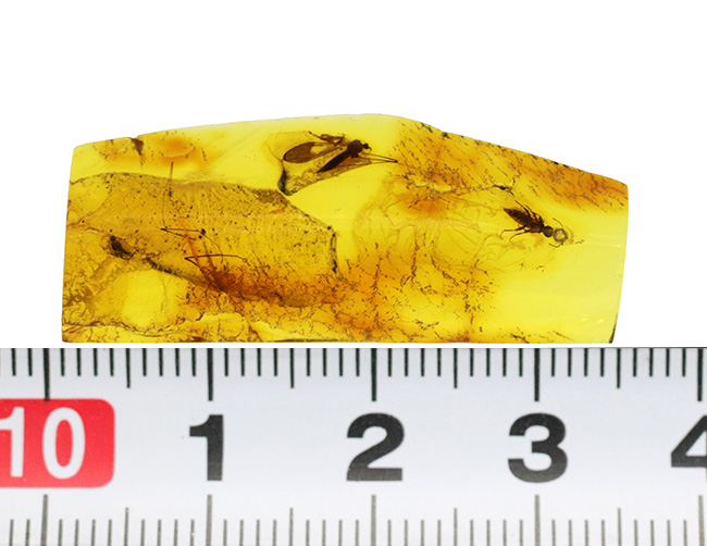 虫の保存状態に驚愕せよ!ヒメガガンボ科の虫とハネカクシ科の虫を内包したバルティックアンバー(Amber)(その11)